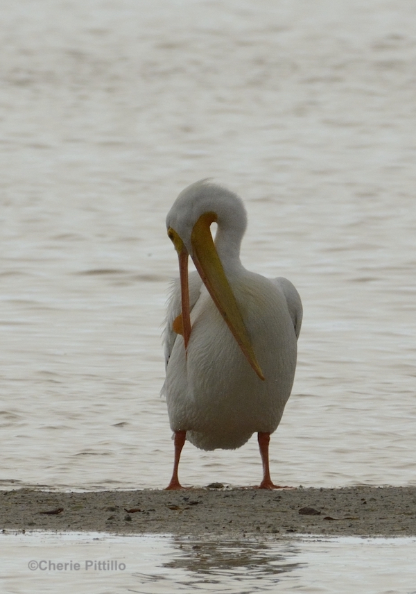 This image has an empty alt attribute; its file name is 21-Hooked-upper-bill-aids-in-preening-of-American-White-Pelican.jpg