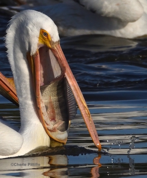 This image has an empty alt attribute; its file name is 7.-White-pelican-scoops-up-fish-into-another-__pouch__within-the-pouch-due-to-its-elasticity.jpg