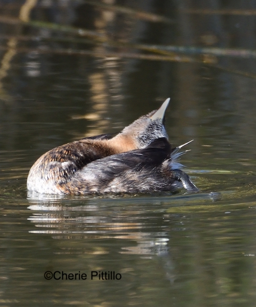 This image has an empty alt attribute; its file name is 11-Head-and-neck-can-distribute-preen-oil-onto-back-of-Pied-billed-Grebe.jpg