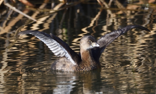This image has an empty alt attribute; its file name is 12-Air-helps-dries-out-wet-wings-of-Pied-billed-Grebe.jpg