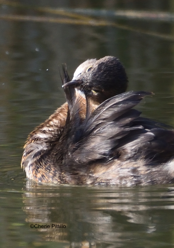 This image has an empty alt attribute; its file name is 9-Birds-like-this-Pied-bill-Grebe-use-their-bill-to-zip-each-individual-feather-to-form-a-water-tight-outer-covering.jpg