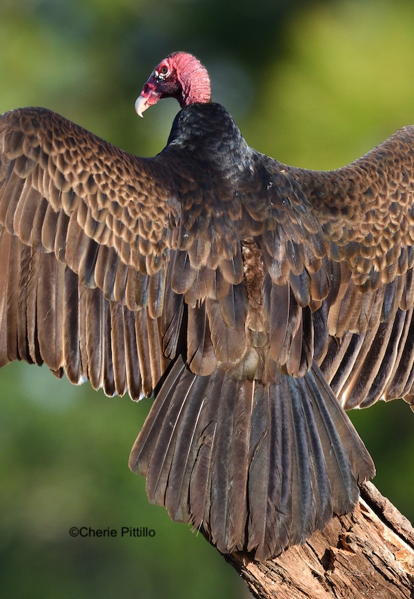 This image has an empty alt attribute; its file name is 10-Turkey-Vulture-suns.jpg