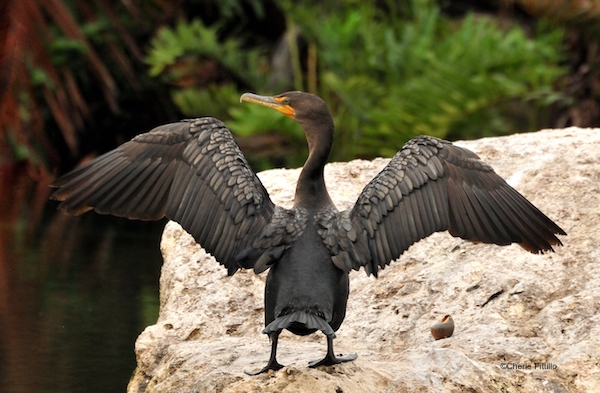 This image has an empty alt attribute; its file name is 11-Double-crested-Cormorant-with-spread-wing-behavior.jpg