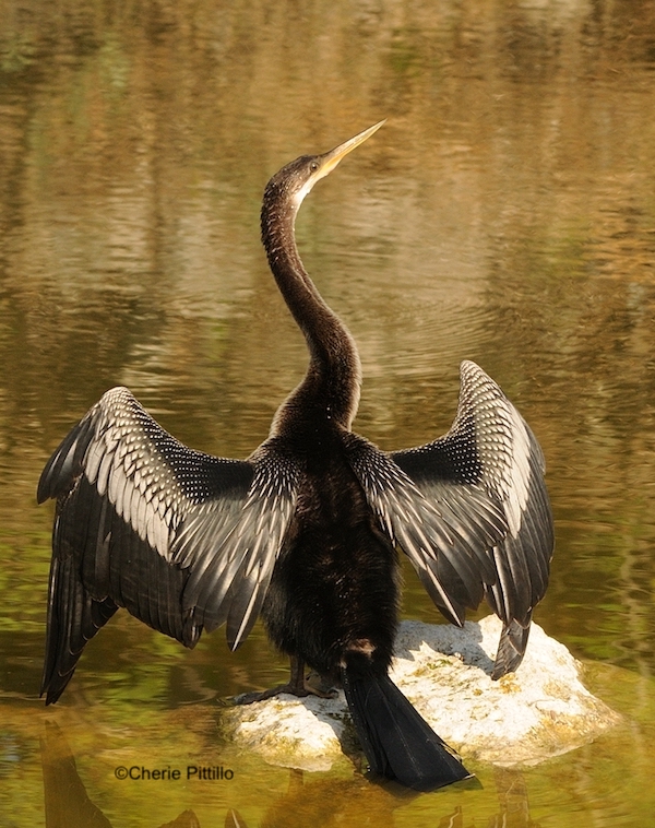 This image has an empty alt attribute; its file name is 12-Many-birds-can-expose-their-preen-gland-at-tail-base-during-sunning-like-this-Anhinga.jpg