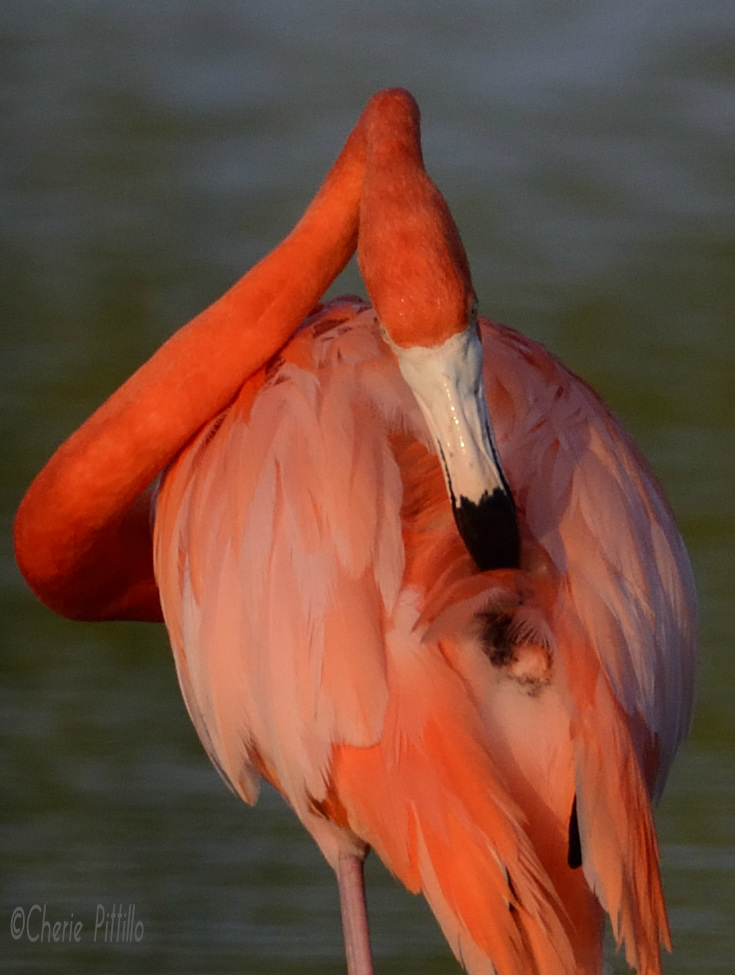 This image has an empty alt attribute; its file name is 10-American-Flamingo-gathers-preen-oil-from-its-preen-or-uropygial-gland-just-above-its-tail-feathers.jpg
