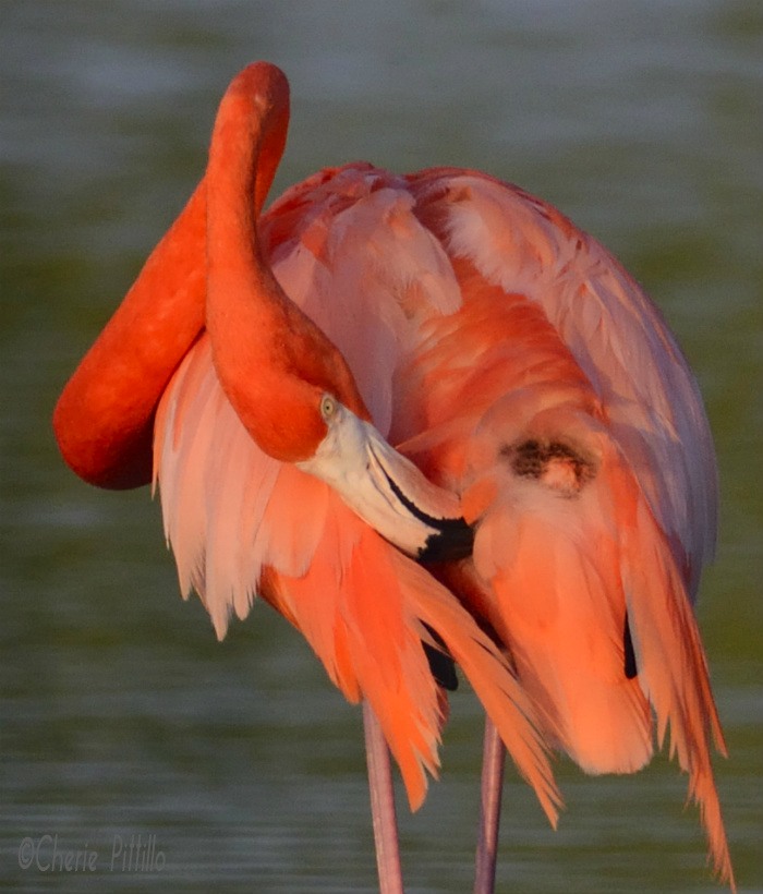 This image has an empty alt attribute; its file name is 11-Male-flamingo-twist-preens-to-attract-a-female.jpg