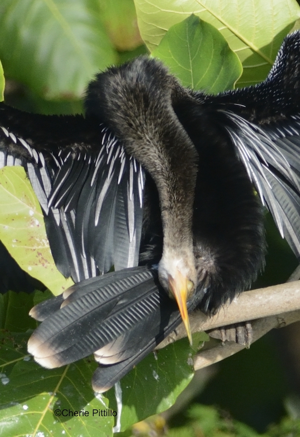 This image has an empty alt attribute; its file name is 12-Many-species-like-the-Anhinga-smear-preen-oil-from-the-preen-gland-on-their-head-and-neck-to-spread-onto-other-body-parts.jpg