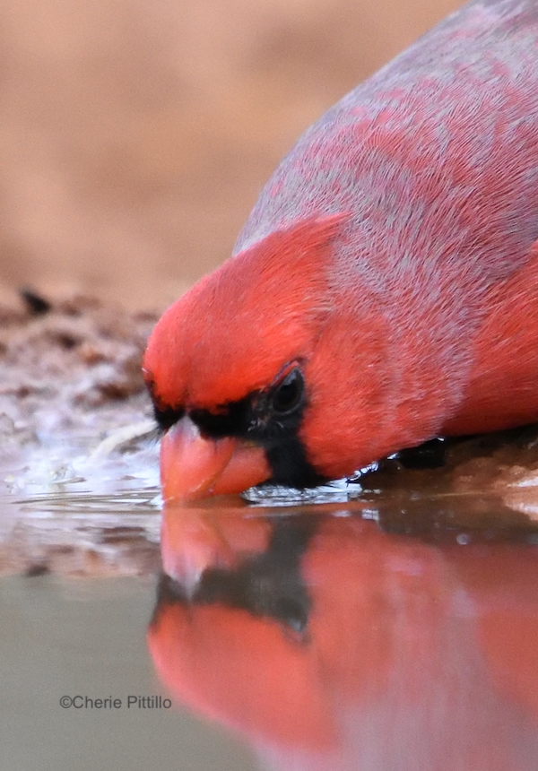 This image has an empty alt attribute; its file name is 10-Northern-Cardinal.jpg