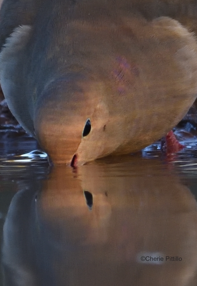 This image has an empty alt attribute; its file name is 14-Mourning-Dove-can-swallow-water-while-bill-submerged-1.jpg