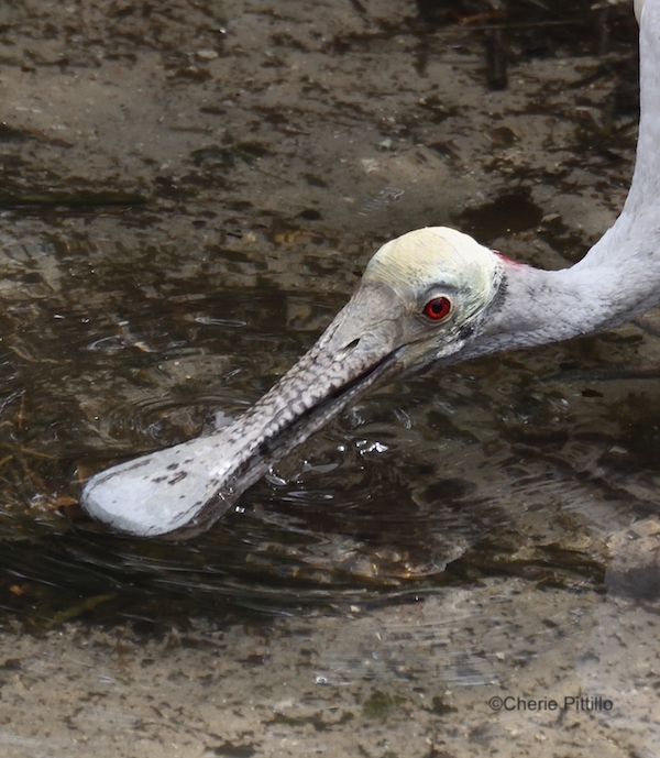 This image has an empty alt attribute; its file name is 5-Roseate-Spoonbill-gathers-water-to-drink.jpg