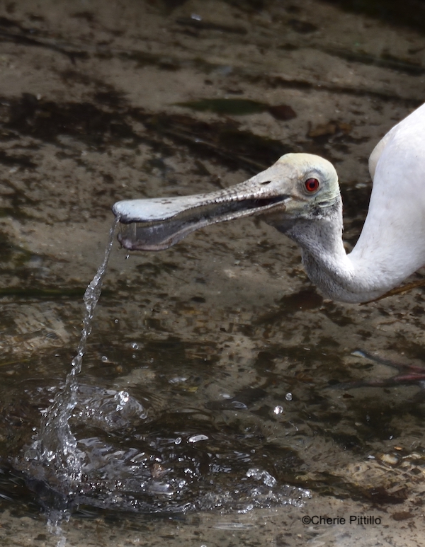 This image has an empty alt attribute; its file name is 6-Drinking-water-appears-difficult-for-birds-with-flat-lower-bills-like-this-Roseate-Spoonbill.jpg