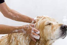 La higiene del perro - Tiendanimal