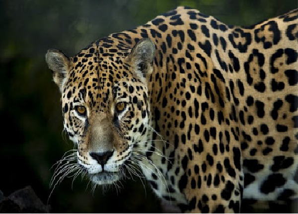 The Return of the Jaguar in the Yucatán Peninsula - The New York Times