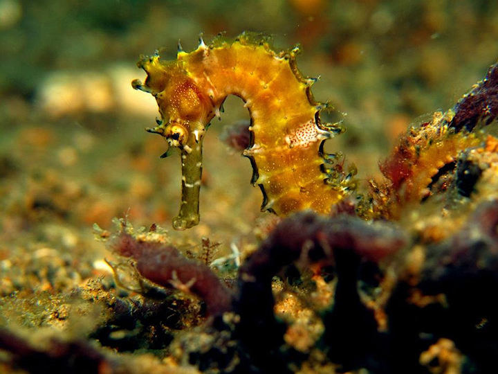Are seahorses an endangered species? – The Yucatan Times