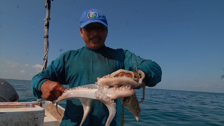 Octopus fishing season begins August 1st in Yucatan - The Yucatan