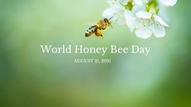 World Honey Bee Day The Yucatan Times