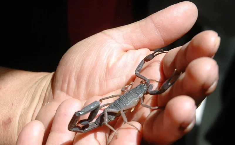 Scorpion venom molecules could fight bacteria and cancer cells: UNAM