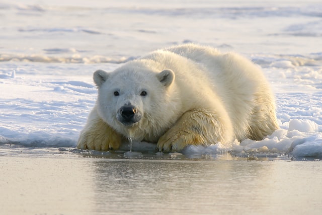 Isolated population of polar bears in Greenland has made a clever  adaptation to climate change – The Yucatan Times