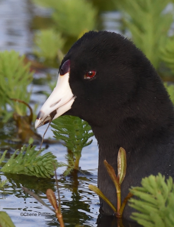 This image has an empty alt attribute; its file name is 10-American-Coot-with-facial-shield-near-forehead.jpg