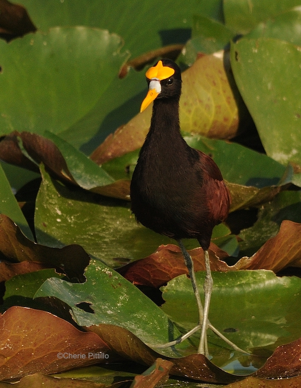 This image has an empty alt attribute; its file name is 13-Northern-Jacana-with-three-lobed-frontal-plate.jpg