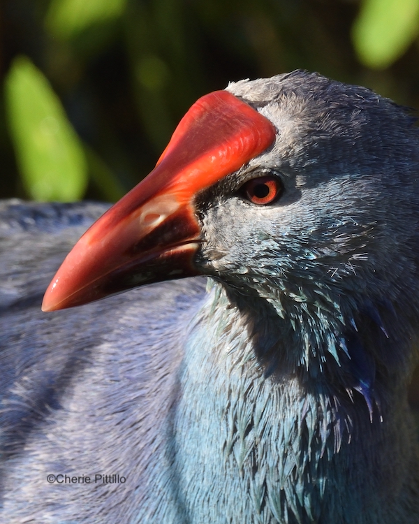This image has an empty alt attribute; its file name is 3-Ridges-on-the-swamphen-frontal-plate-look-similar-to-tree-rings.jpg