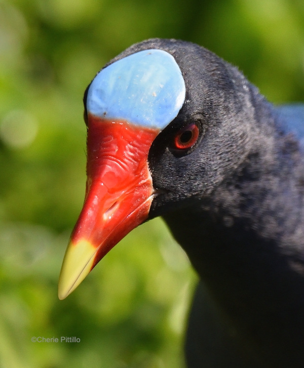 This image has an empty alt attribute; its file name is 4-Purple-Gallinule-adult-with-colorful-facial-plate.jpg