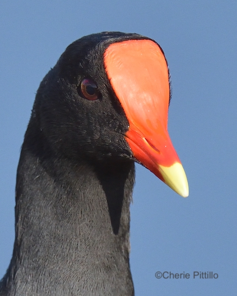 This image has an empty alt attribute; its file name is 6-Common-Gallinule-Frontal-Plate-or-Facial-Shield.jpg