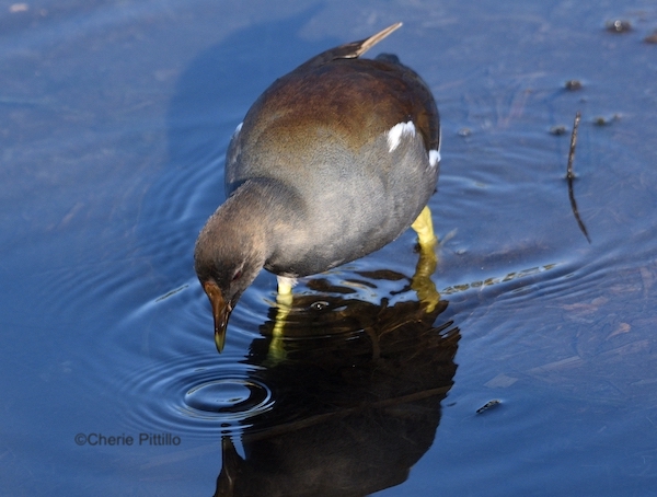 This image has an empty alt attribute; its file name is 7-Sub-adult-Common-Gallinule-with-smaller-dull-colored-facial-plate.jpg