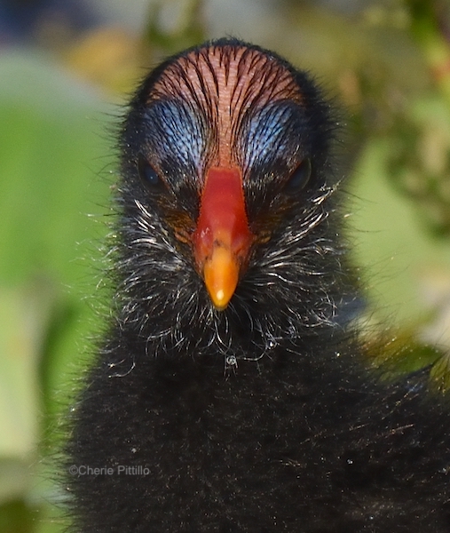 This image has an empty alt attribute; its file name is 8-Common-Gallinule-chick.jpg