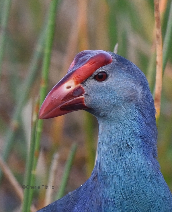 This image has an empty alt attribute; its file name is 9-Gray-headed-Swamphen-with-swollen-facial-plate.jpg