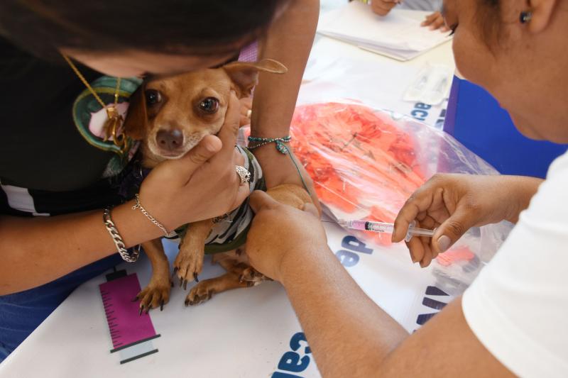 SSY will hold the 2022 National Rabies Vaccination Day in Yucatan
