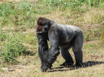 black gorilla walking on green grass