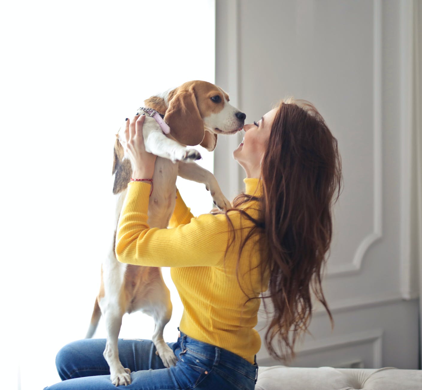 woman in yellow sweater holding brown and white short coated dog