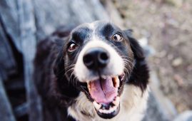 shallow focus photography of adult black and white border collie