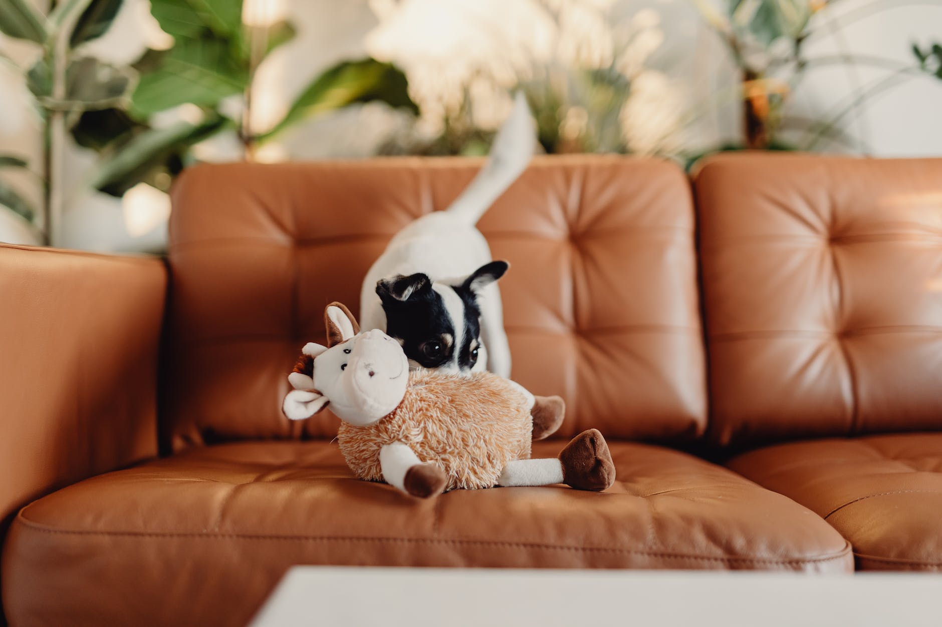 a dog with a toy on a sofa