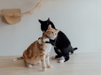 a tuxedo cat hugging an orange tabby cat