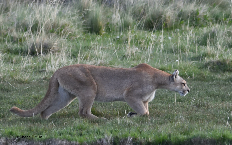 This image has an empty alt attribute; its file name is 10-Adult-puma-in-stalking-posture.jpg