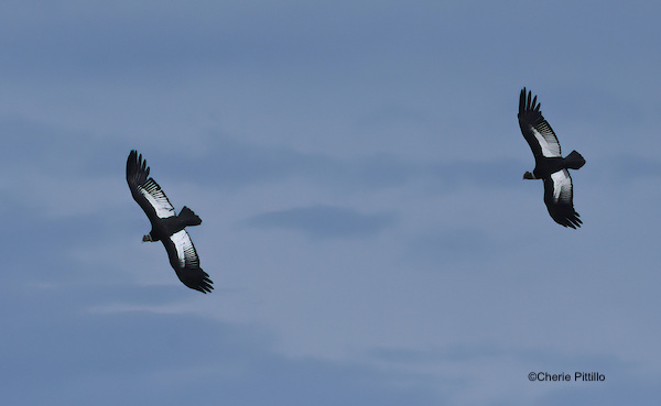 This image has an empty alt attribute; its file name is 11-Two-male-Andean-Condors.jpg