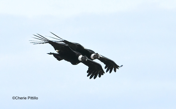 This image has an empty alt attribute; its file name is 12-Two-male-Andean-Condors-in-amazingly-close-proximity.jpg