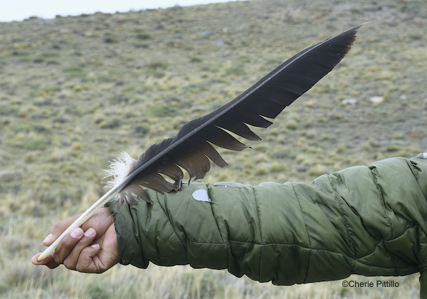 This image has an empty alt attribute; its file name is 13-Two-foot-long-wing-feather-of-Andean-Condor.jpg