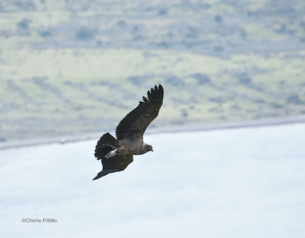 This image has an empty alt attribute; its file name is 3-Immature-Andean-Condor.jpg