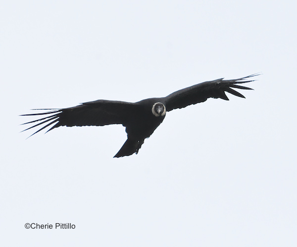This image has an empty alt attribute; its file name is 5-Female-Andean-Condor-has-white-neck-ruff-but-lacks-head-comb-and-neck-wattles.jpg