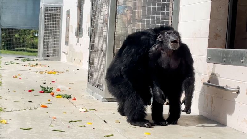 Chimpanzee raised in captivity in awe as he sees the sky for the first ... - The Yucatan Times