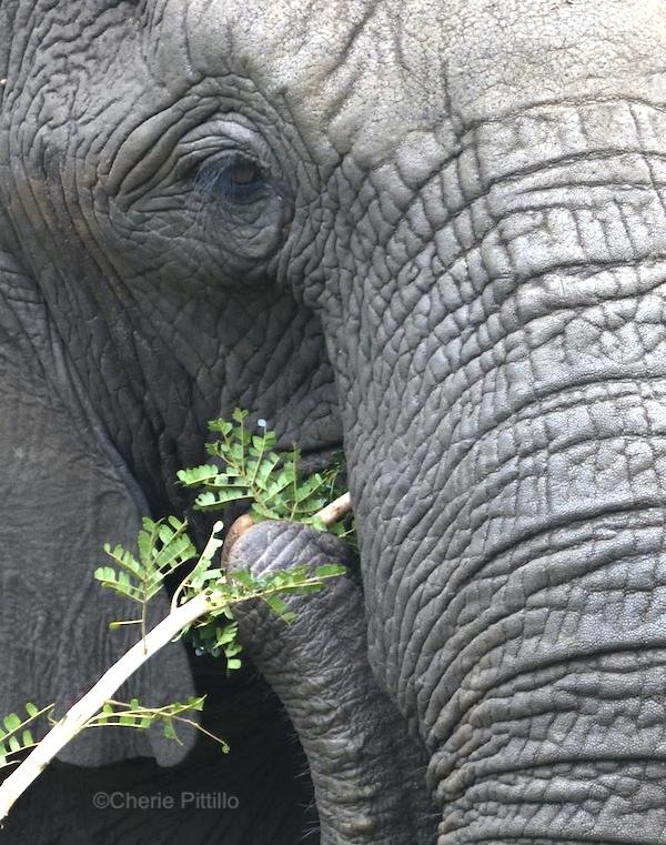 How an Elephant's Trunk Manipulates Air to Eat and Drink