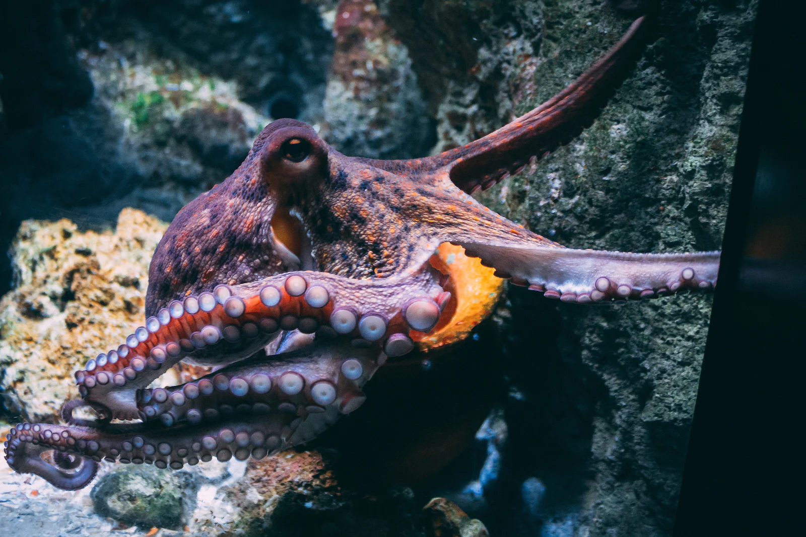 Octopus fishing season lower than average in Progreso, Yucatán