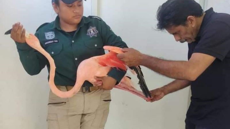 Flamingo rescued injured on the highway, at the entrance to Progreso