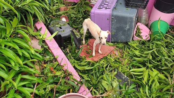 Animal shelter in Acapulco pleads for help after Otis