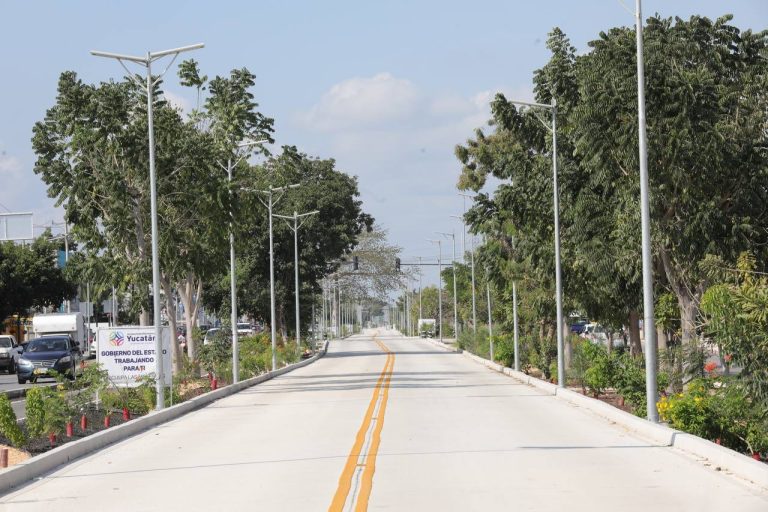 Two thousand trees were planted along Calle 39 (from Periférico to La  Plancha) - The Yucatan Times