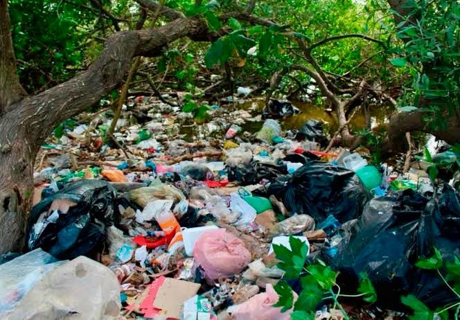 Yucatan mangrove garbage dumps